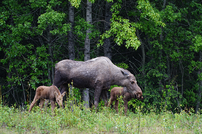 Into the wild Alaska - mousse by the road, Soldotna, Alaska | www.viktoriastable.com