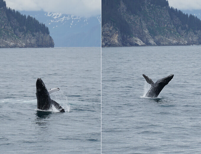 Into the wild Alaska - Seward boat cruise in Kenai Fjords National Park | www.viktoriastable.com