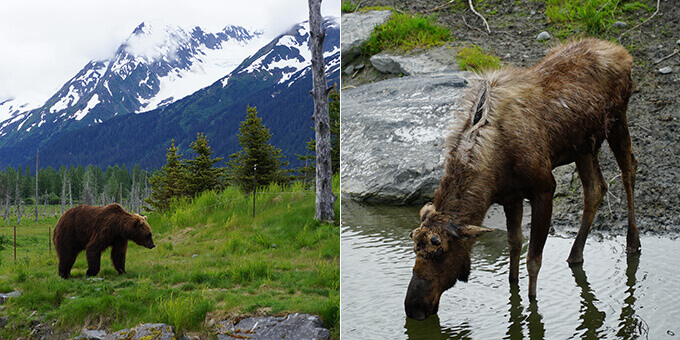 Into the wild Alaska - Alaska Wildlife Conservation Center, Girdwood, AK | www.viktoriastable.com