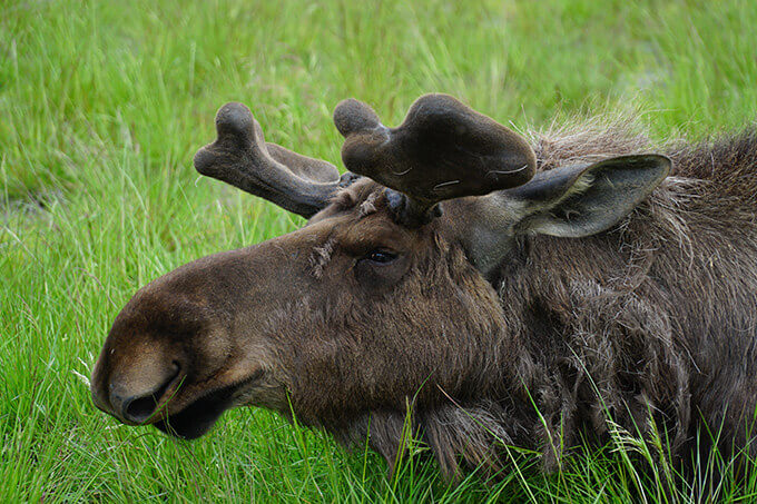 Into the wild Alaska - Alaska Wildlife Conservation Center, Girdwood, AK | www.viktoriastable.com