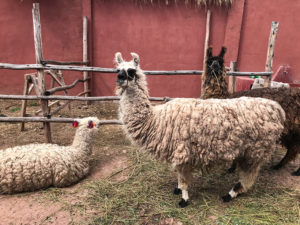 llamas - Peru