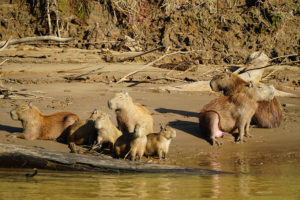 Amazon jungle, Tambopata National Reserve | www.viktoriastable.com