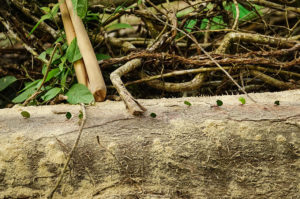 Amazon jungle, Tambopata National Reserve | www.viktoriastable.com