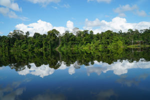 Amazon jungle, Tambopata National Reserve | www.viktoriastable.com