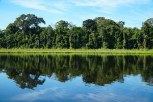 Amazon jungle, Tambopata National Reserve | www.viktoriastable.com