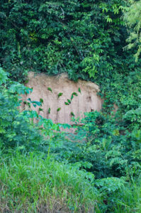 Amazon jungle, Tambopata National Reserve | www.viktoriastable.com