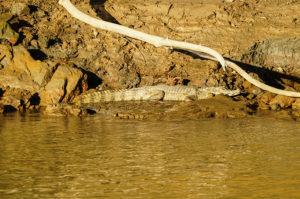 Amazon jungle, Tambopata river | www.viktoriastable.com