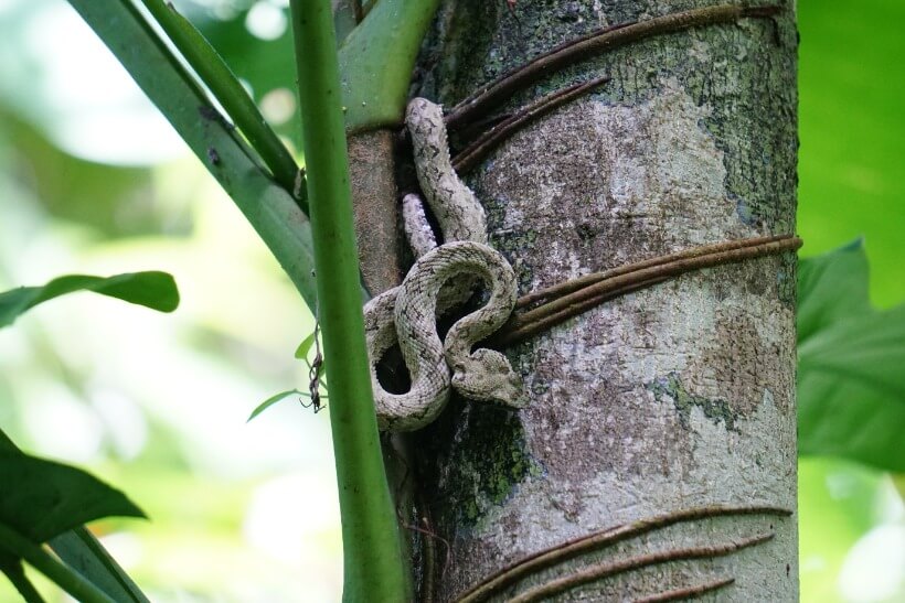 Eyelash viper