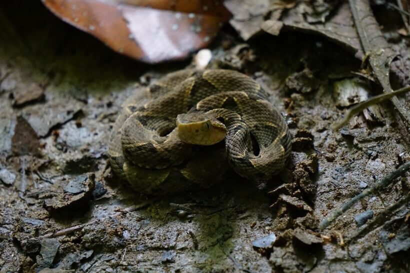 Fer-de-lance snake