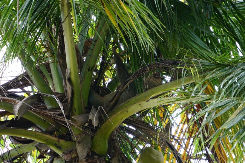 sloth camouflaged in the palm crown