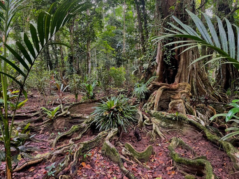 Congo Bongo Eco Village