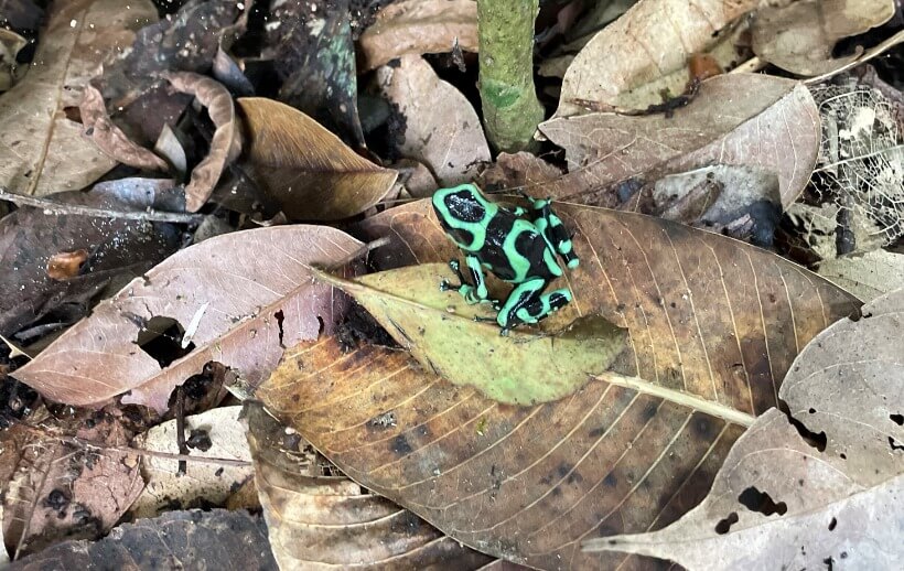 Green and black poison dart frog