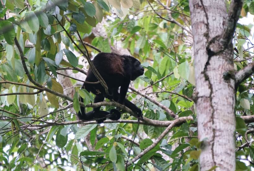 Howler monkey at Gandoca-Manzanillo National Wildlife Refuge