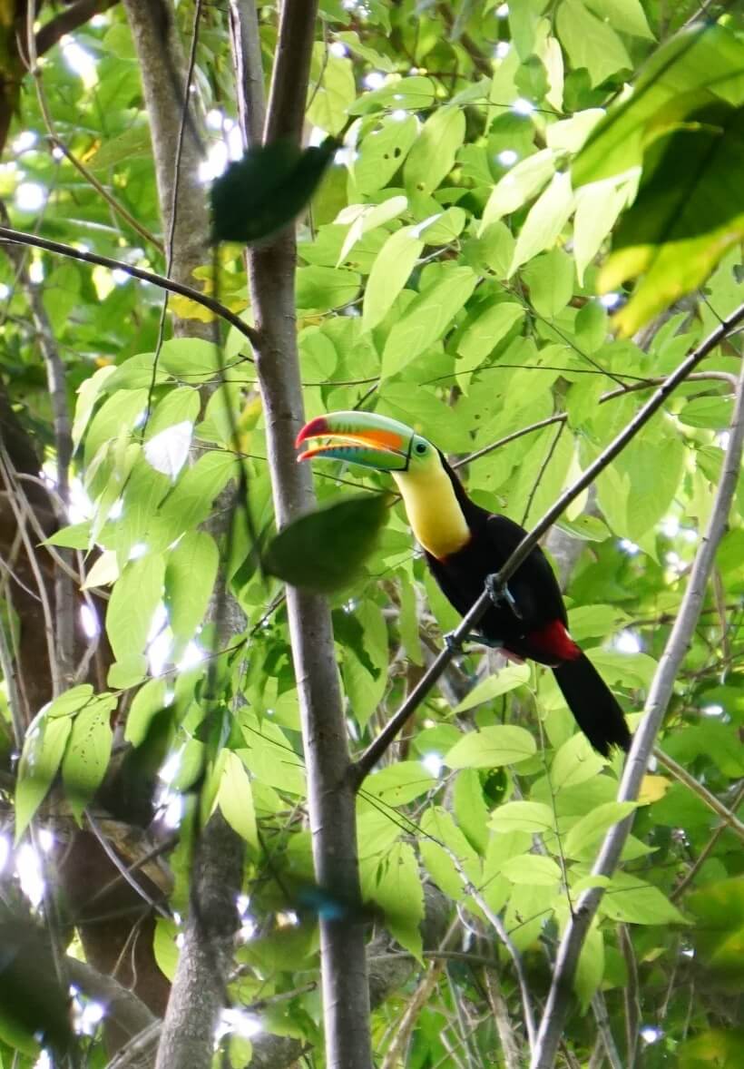 keel-billed toucan