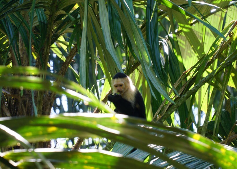 Cahuita park - white face monkey