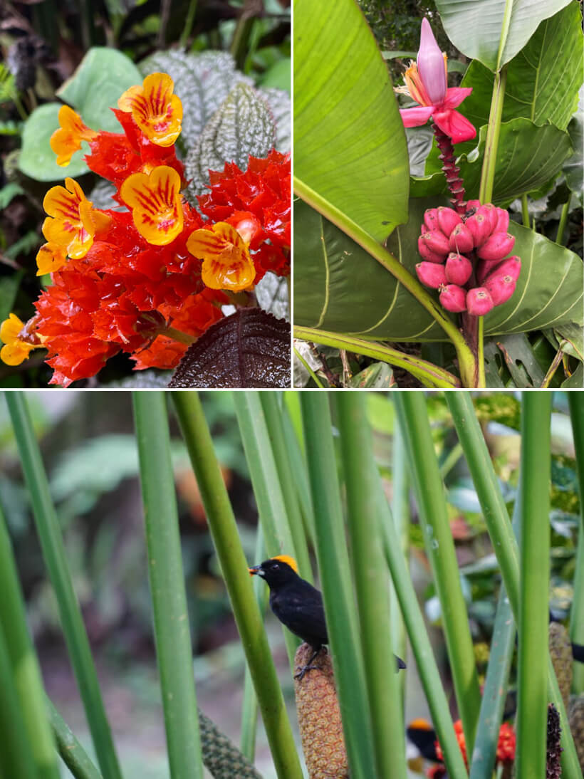 Flora and fauna in Congo Bongo