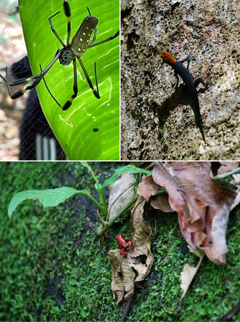 Gandoca-Manzanillo National Wildlife Refuge - reptiles and spiders