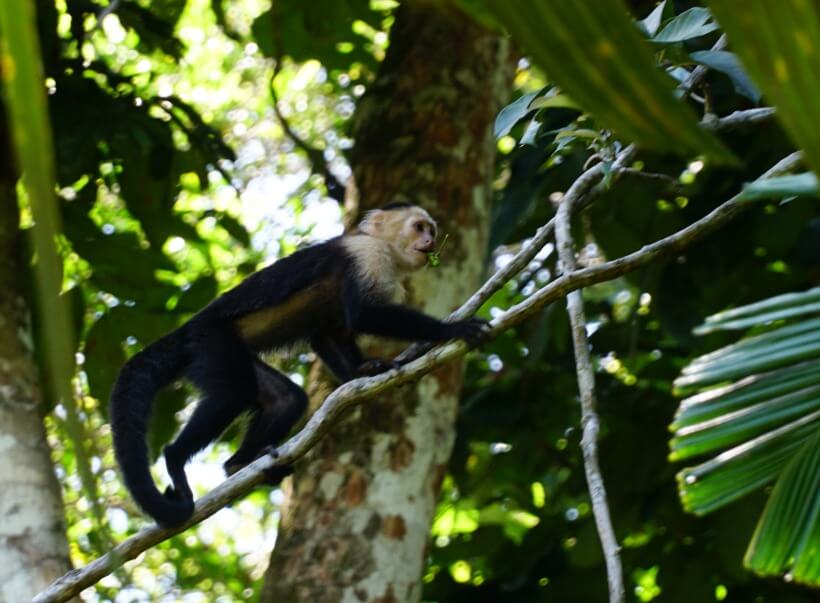 Cahuita park - white face monkey